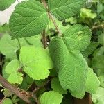 Rubus phoenicolasiusFeuille