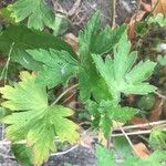 Geranium sibiricum Lehti