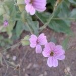 Gypsophila vaccaria Flower