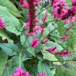 Bistorta amplexicaulis Flower