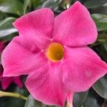 Mandevilla sanderi ᱵᱟᱦᱟ