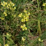Linaria vulgaris Cvet