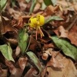 Erythronium americanum 花