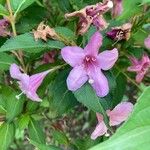 Weigela floridaBlomma