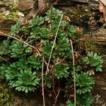 Saxifraga prostii Συνήθη χαρακτηριστικά