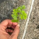Momordica balsamina Leaf
