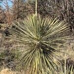 Yucca elata 葉