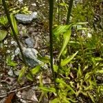 Campanula patula subsp. abietina