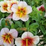 Calibrachoa parviflora Žiedas