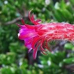 Cleistocactus baumannii Flower