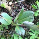 Sanguinaria canadensis Frunză