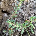 Polygonum plebeium Hábito