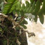 Angraecum aporoides Blomma