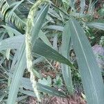 Setaria palmifolia Blüte