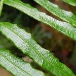 Angiopteris evecta Leaf