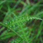 Cirsium filipendulum Lapas