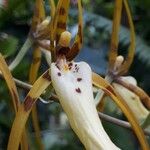 Brassia caudata Flor