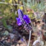 Lavandula pinnata Flower