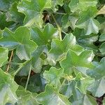 Pelargonium peltatum Φύλλο