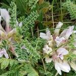 Astragalus sempervirens Blomst