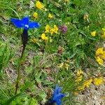 Gentiana nivalisFlor