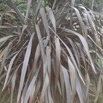 Cordyline indivisa Levél