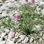 Allium narcissiflorum Hábito