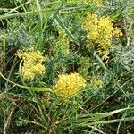 Galium verum Flower