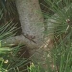 Pinus heldreichii Casca