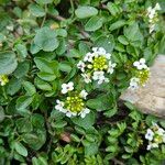 Nasturtium officinale Habit