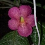 Episcia lilacina Λουλούδι