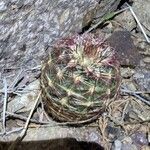 Echinocereus viridiflorus Liść