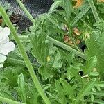Scabiosa ochroleuca 樹皮