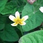 Bidens bipinnata Blodyn