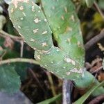 Tacinga inamoena Hoja