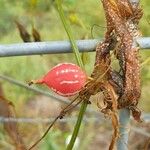 Diplocyclos palmatus Fruit