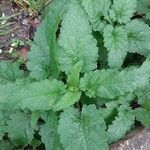 Salvia aethiopis Blad