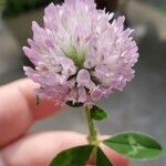 Trifolium pratense花