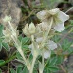 Potentilla alchemilloides Други