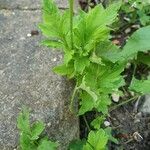 Papaver cambricum Blad