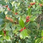 Ilex aquifoliumFruit