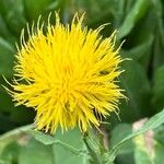 Centaurea macrocephala Blomst