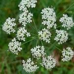 Pimpinella saxifraga Flower