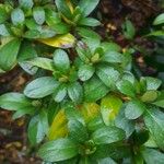 Rhododendron simsii Blad