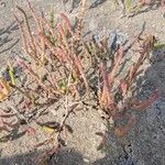 Salicornia europaeaLeht