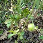 Medicago scutellata Frugt