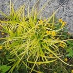 Carex elata Fuelha