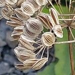 Laserpitium gallicum Fruit