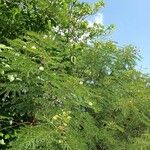 Acacia farnesianaFlower