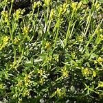 Genista lydia Lorea
